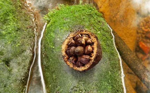 A hedgehog full of freshly opened chestnuts.