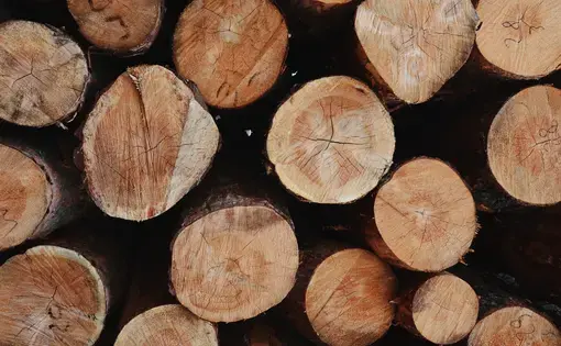 A pile of timber logs.
