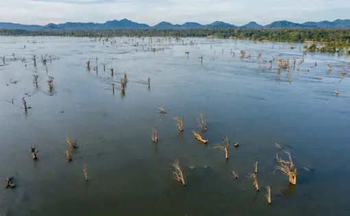 A flooded section of forest, only the tops of tree trunks are seen above the water line.