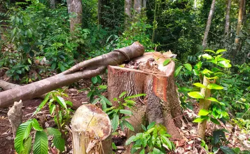 a log is cut in the forest