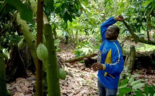 A man in a blue jacket cuts down Cocoa tree with a machete.