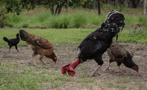 A bunch of chickens graze on feed.