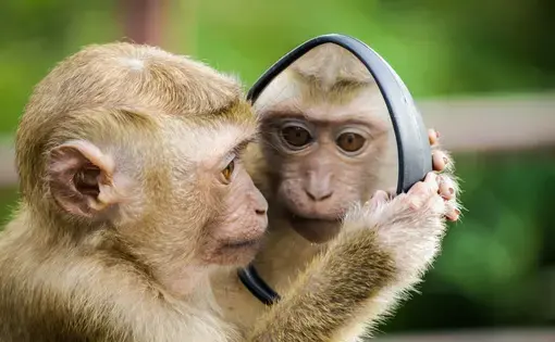 A closeup of primate admiring himself in a mirror.