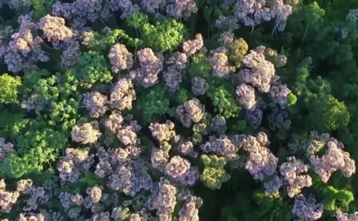 An aerial view of Amazonian forests.