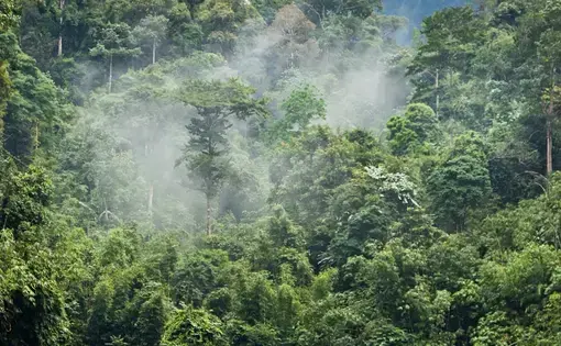 rainforest