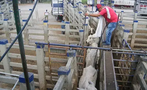 a man in a slaughterhouse