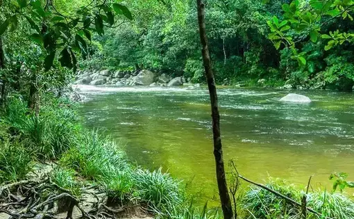 A river flows in the middle of a lush, green forest.