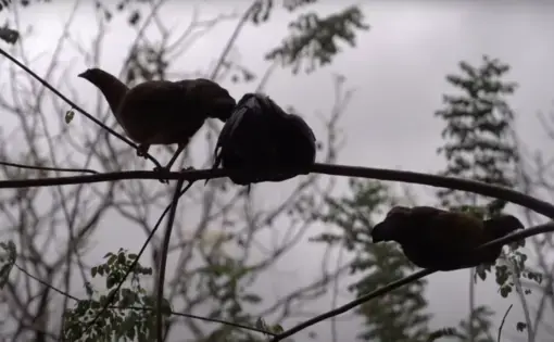Three birds perched upon a branch.