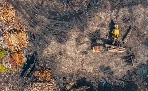 A drone shot of forests being cut down.