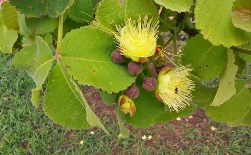 The flower native piquiá tree.