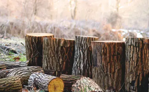 A picture of tree stumps.