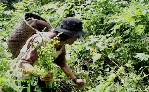 a person collecting plants in the rainforest