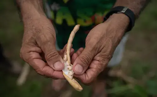 A man displays a dried-up bean from his field.