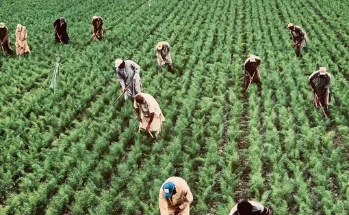 people working on a farm