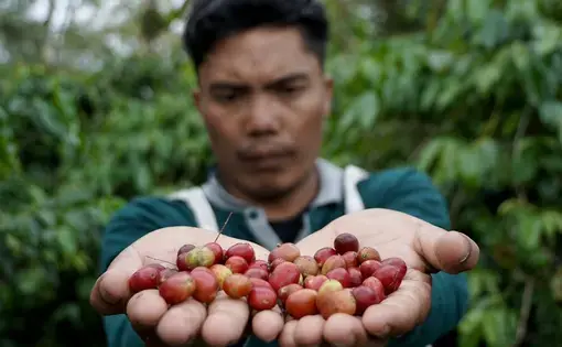 A man couples cherries in his palms.