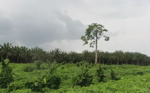 A scenic picture of green landscape.