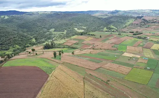 A section of the Mau Forest Complex showing ongoing encroachment into the forest.