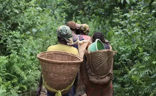 people walk through a forest