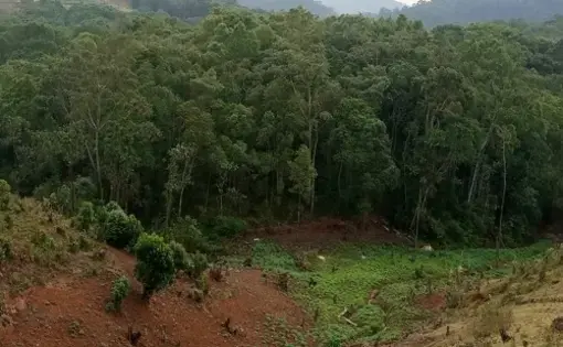 forest