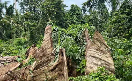 Fallen trees.