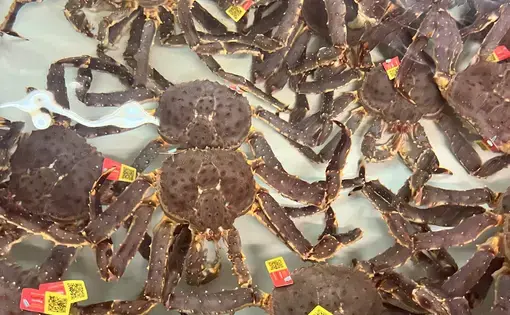 king crabs