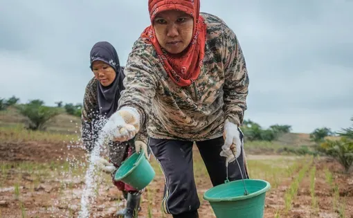 Jambi, Indonesia - January 22, 2018. Women workers in oil palm plantation. Image by Muhdan Syarovy/Shutterstock.