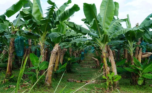 Banana plantations near Capesterre-Belle-Eau in Guadeloupe, on Saturday, Nov. 23, 2024. Mathilde Augustin