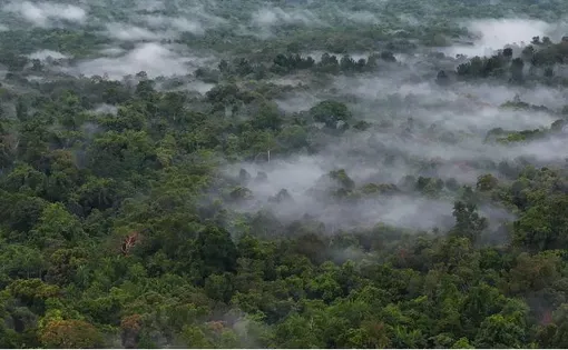 Pristine forest landscape in South Sorong, Southwest Papua, April 26, 2025. TEMPO/Abul Ala Maududi