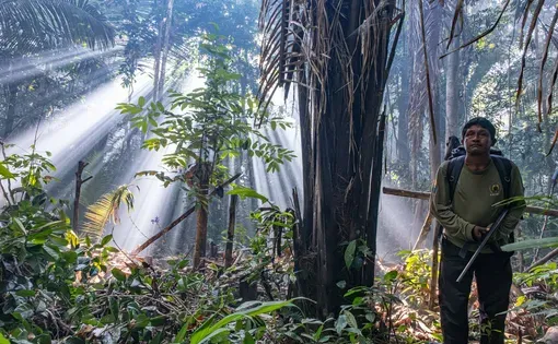 a person stands under tall trees and sunlight in the Amazon rainforest