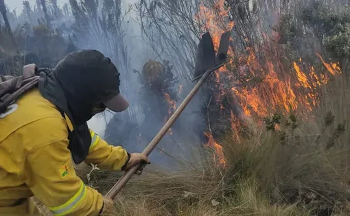 Forest fire