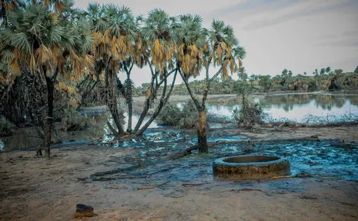 The only source of water in a village in Yobe state is poisonous, killing animals that drink from it.