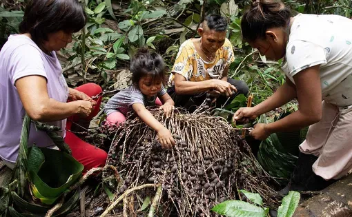 People in the rainforest