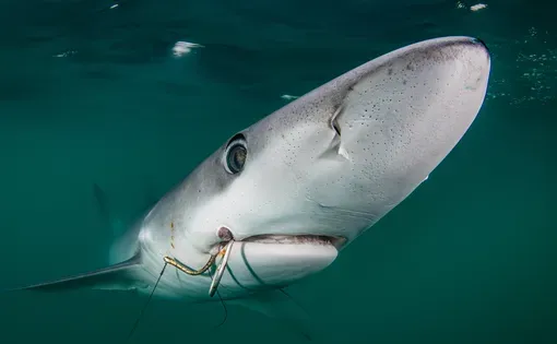 Shark meat sold and served across Brazil is cryptically labeled cação, which prevents citizens and buyers from knowing its actual identity. But in many cases, it’s blue shark (Prionace glauca), a near-threatened species. Image courtesy of Ron Watkins/Ocean Image Bank.