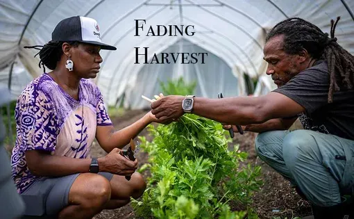 Fading Harvest project photo