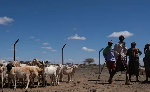 People and animals at the local livestock market in August 2024. Photo: Georgia Gee