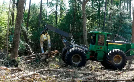 Trees cut down on a Wilson County farm are brought to a loading area Tuesday, Sept. 3, 2019. The cut trees are headed to the Enviva plant in Northampton County, N.C. Image by Ethan Hyman. United States, 2019.