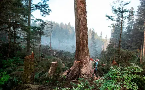 Sam Crawford, a young cutter at the Tuxekan logging site, takes down a large tree early in the morning. Image by Joshua Cogan. United States, 2019. Sam Crawford, a young cutter at the Tuxekan logging site, takes down a large tree early in the morning. Image by Joshua Cogan. United States, 2019.