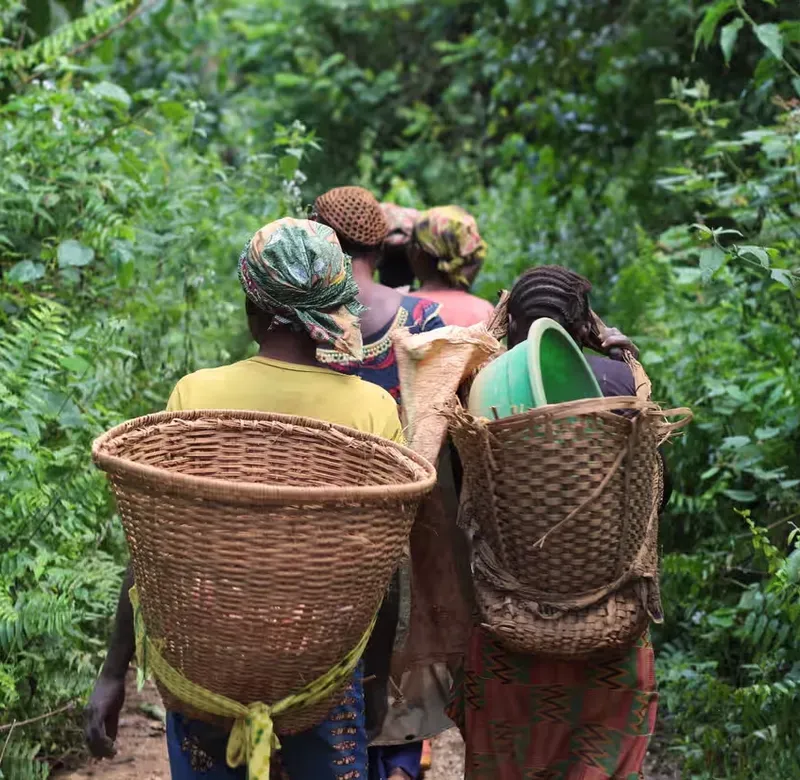 A group of women wearing baskets on their back walk in a forest