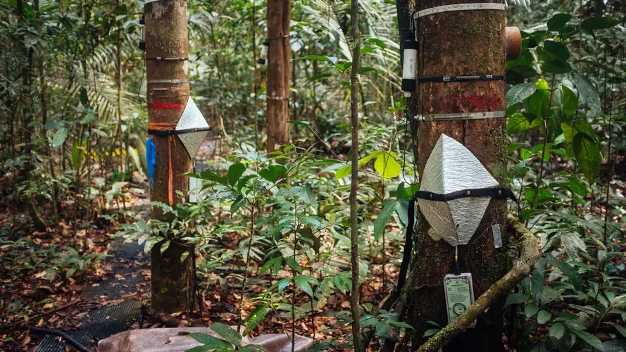 Scientists from Brazil’s National Institute for Amazonian Research say this research plot in the Amazon north of Manaus is the most studied patch of tropical forest in the world. Instruments wired to trees record real time data on everything from evapotranspiration to tree growth. Image by Sam Eaton. Brazil, 2018.