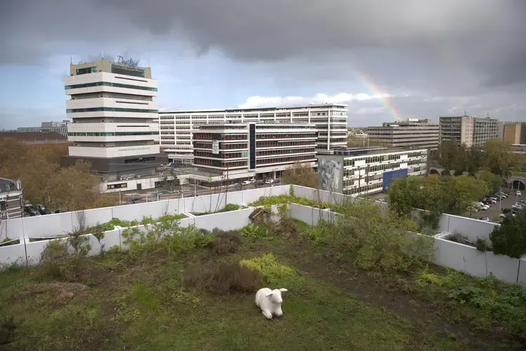 A rooftop garden in Rotterdam produces food and reduces flooding on the streets below. Photo by Chris Granger, The Times-Picayune | The New Orleans Advocate.&nbsp;Netherlands, undated.
