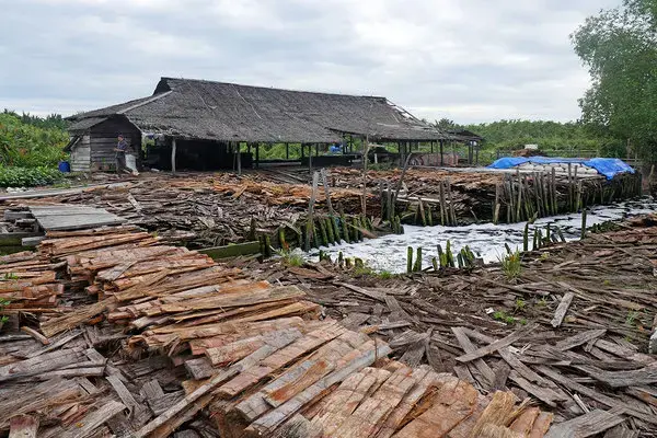 Sago tree trunks are made of almost pure starch extracted in mills like this one in Sumatra. Logs cut into yardlong sections are roped together in long rafts pulled on canals from plantations. Their fibrous bark, shown in the foreground, is trimmed off, revealing the white pith inside for processing. Image by Daniel Grossman. Indonesia, 2019.