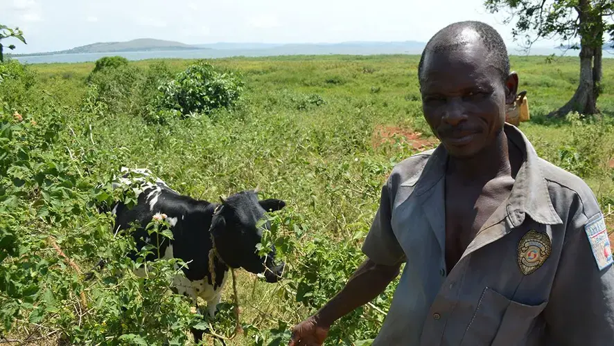 Okomo John with one of his cows. Image by Fredrick Mugira and Annika McGinnis. Uganda, undated.