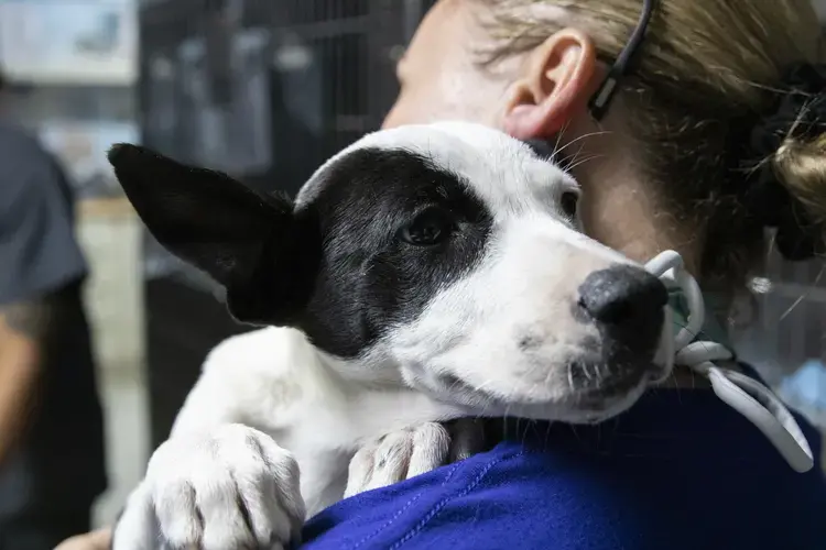 Beckles holds one of her newly rescued dogs who is receiving treatment at the hospital. Image by Jamie Holt. United States, 2019.