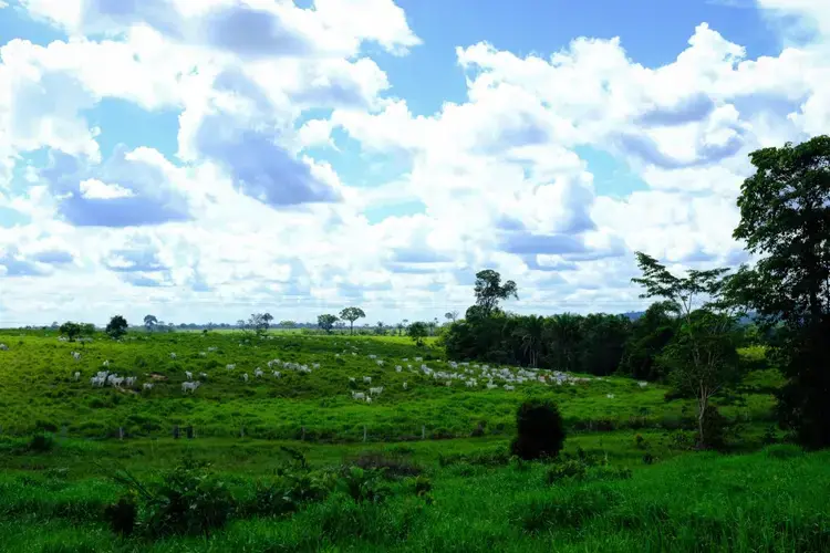 Nelore livestock in a pasture established where Amazon rainforest once stood in the state of Pará. Image by Heriberto Araújo. Brazil, 2019.