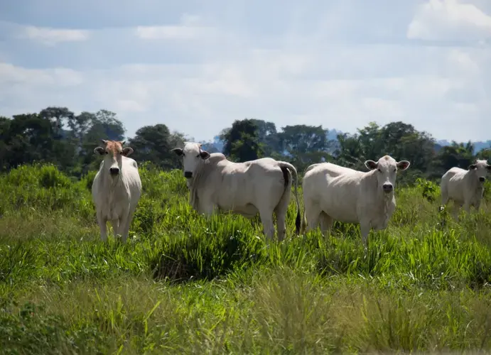 Beef production is the preliminary step to establishing fields of soy in the Brazilian Amazon. Here, a herd of Nelore cows in the state of Pará. Brazil is the world's largest exporter of animal protein. Image by Heriberto Araújo. Brazil, 2019.