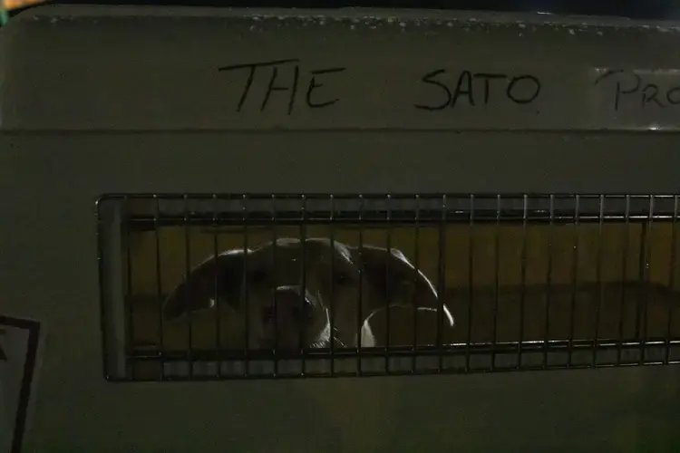 A curious dog peers out of its crate as it goes up the conveyor belt. Image by Jamie Holt. United States, 2019.