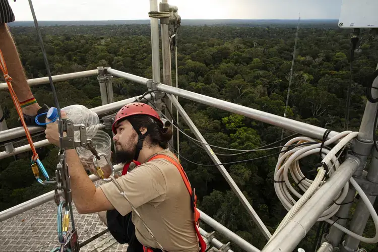 That Rain Make Meet the the Own Helps Its Giant | Amazonian Rainforest Journalism Supertrees: Rainforest Fund