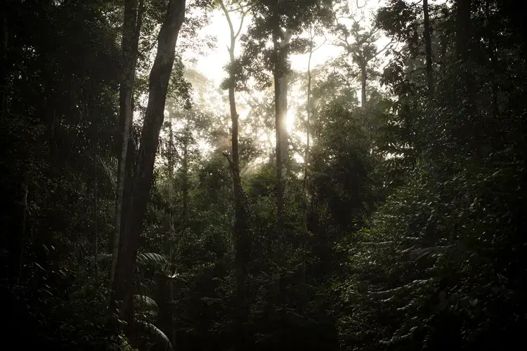 The rainforest isn’t one community as much as it is a mosaic of different communities. Sections like this one are dense, dark, and lush, while others are more sparse and sunny. Image by Victor Moriyama. Brazil, 2019.