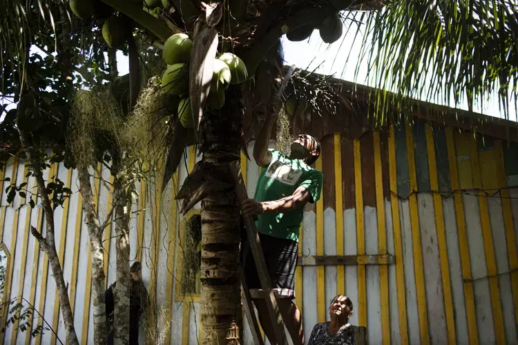 Maracarana locals like Claudomiro Dos Santos Gomes are working on ways to live sustainably alongside the rainforest, such as by harvesting coconuts and other fruit. Image by Victor Moriyama. Brazil, 2019.