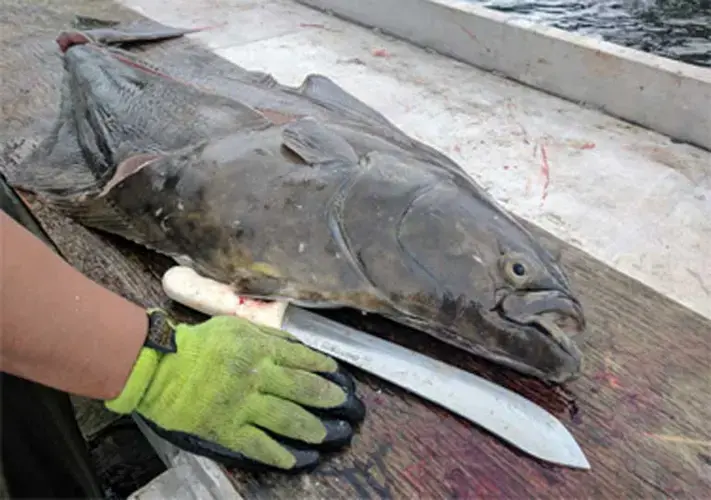A halibut being cleaned on the dock at Lax Kwalaams. Image by&nbsp;by Saul Elbein. Canada, 2017.
